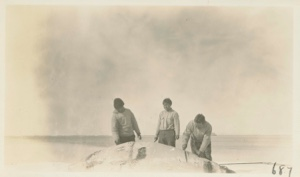 Image of White whale- Eskimo [Inughuit] boys cutting it up